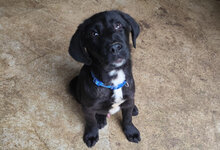 BORGO, Hund, Mischlingshund in Italien