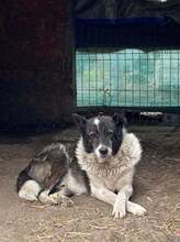 LUKO, Hund, Mischlingshund in Rumänien