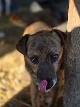 PICO, Hund, Mischlingshund in Rumänien