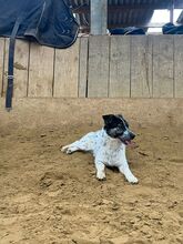 MONA, Hund, Mischlingshund in Kerpen