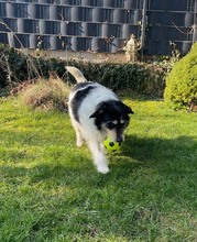 FOLTINA, Hund, Mischlingshund in Zülpich