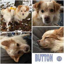 BUTTON, Hund, Mischlingshund in Wrestedt