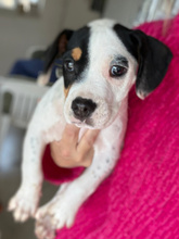 IVY, Hund, Mischlingshund in Birkenau