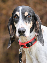 REMKO, Hund, Ariégeois in Dörverden