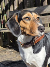 SANDY, Hund, Mischlingshund in Köln