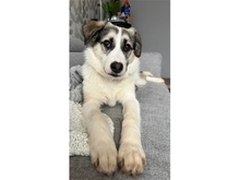 YOUMA, Hund, Mischlingshund in Stein