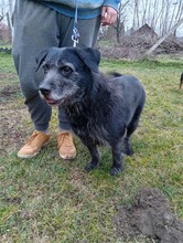 SZEDER, Hund, Labrador-Mix in Marsberg