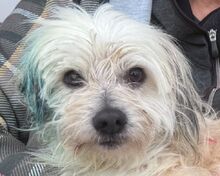 YUMI, Hund, Mischlingshund in Hamminkeln