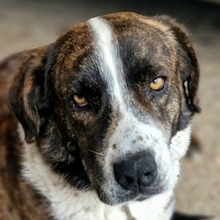 BOUBY, Hund, Mischlingshund in Griechenland