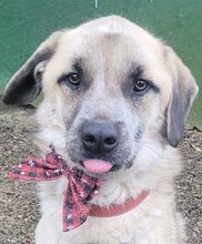 HENRY, Hund, Mischlingshund in Rumänien