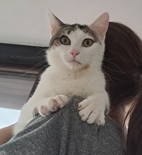 LUNA, Katze, Europäisch Kurzhaar in Gunzenhausen