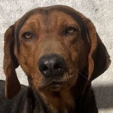 BREZEL, Hund, Mischlingshund in Griechenland