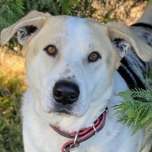 RANGO, Hund, Mischlingshund in Griechenland
