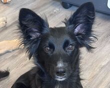 TOKIO, Hund, Mischlingshund in Rösrath