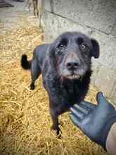 TRUDE, Hund, Mischlingshund in Rumänien