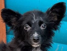 TWIX, Hund, Mischlingshund in Rösrath