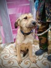 THORA, Hund, Mischlingshund in Rumänien