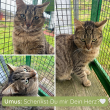 UMUS, Katze, Europäisch Kurzhaar in Italien