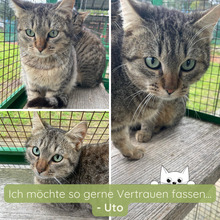 UTO, Katze, Europäisch Kurzhaar in Italien