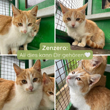 ZENZERO, Katze, Europäisch Kurzhaar in Italien