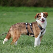 LEONARDO, Hund, Mischlingshund in Wiesloch