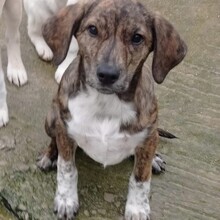 KOSMA, Hund, Mischlingshund in Griechenland