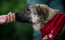 EYRA, Hund, Mischlingshund in Bad Münder