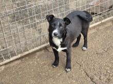 NANCY, Hund, Mischlingshund in Bulgarien