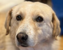 JOHNSON, Hund, Mischlingshund in Aerzen