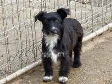 NEYMANA, Hund, Mischlingshund in Bulgarien