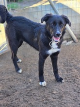 EMILIA, Hund, Mischlingshund in Witten