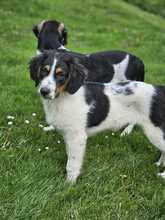 FRANZ, Hund, Mischlingshund in Kall