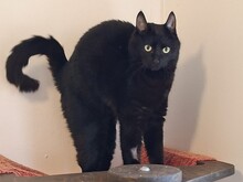 MIMI, Katze, Europäisch Kurzhaar in Bramsche