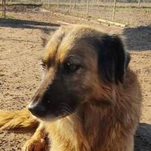 CARAMELA, Hund, Mischlingshund in Griechenland