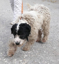 KENO, Hund, Pumi-Mix in Freiburg