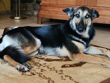 GALA, Hund, Schäferhund Galgo Mix in Ortenberg