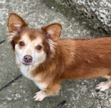 LALA, Hund, Mischlingshund in Rumänien