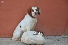 ALIKA, Hund, Epagneul Breton in Donzdorf