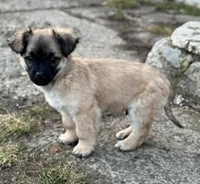 LIVIU, Hund, Mischlingshund in Rumänien