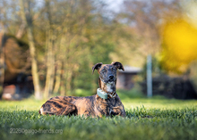 SALSA, Hund, Galgo Español in Alsheim