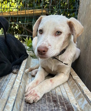 ASHER, Hund, Mischling in Italien