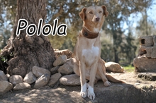 POLOLA, Hund, Mischlingshund in Essingen