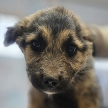 INTI, Hund, Mischlingshund in Frankfurt