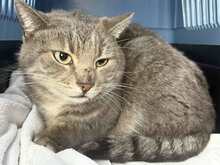 SIMO, Katze, Europäisch Kurzhaar-Mix in Giesen