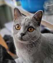 PAOLA, Katze, Britisch Kurzhaar in Hannover