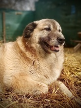 FALKO, Hund, Mischlingshund in Rumänien