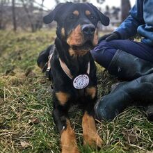 ROCKY, Hund, Mischlingshund in Rumänien