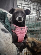 FINA, Hund, Mischlingshund in Rumänien