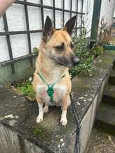 BRESKVICA, Hund, Mischlingshund in Rüsselsheim