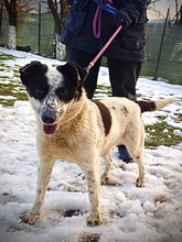 RANIJA, Hund, Mischlingshund in Rumänien